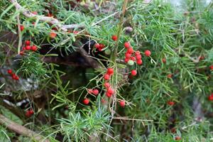 Inedible berries in a city park against the background of green foliage of trees. photo