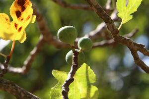 Inedible berries in a city park against the background of green foliage of trees. photo