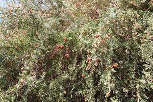 Inedible berries in a city park against the background of green foliage of trees. photo