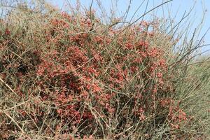 Inedible berries in a city park against the background of green foliage of trees. photo