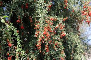 Inedible berries in a city park against the background of green foliage of trees. photo