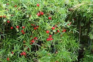Inedible berries in a city park against the background of green foliage of trees. photo