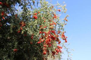 Inedible berries in a city park against the background of green foliage of trees. photo