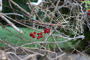 Inedible berries in a city park against the background of green foliage of trees. photo