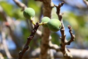 Inedible berries in a city park against the background of green foliage of trees. photo