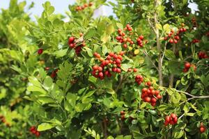 Inedible berries in a city park against the background of green foliage of trees. photo