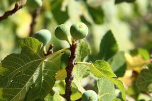 Inedible berries in a city park against the background of green foliage of trees. photo