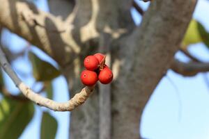 Inedible berries in a city park against the background of green foliage of trees. photo