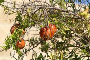Unripe pomegranates in a city park against the background of green foliage of trees. photo
