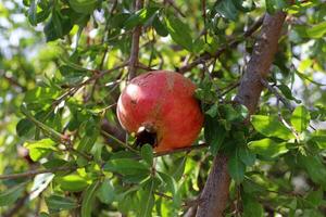 Unripe pomegranates in a city park against the background of green foliage of trees. photo