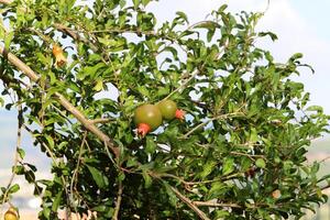Unripe pomegranates in a city park against the background of green foliage of trees. photo