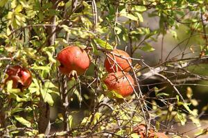 Unripe pomegranates in a city park against the background of green foliage of trees. photo