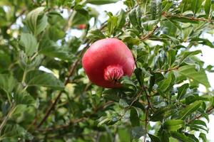 Unripe pomegranates in a city park against the background of green foliage of trees. photo