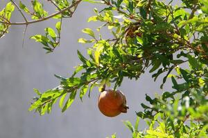 Unripe pomegranates in a city park against the background of green foliage of trees. photo