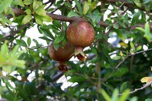 Unripe pomegranates in a city park against the background of green foliage of trees. photo