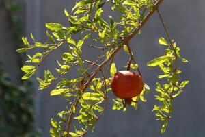 Unripe pomegranates in a city park against the background of green foliage of trees. photo