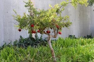 Unripe pomegranates in a city park against the background of green foliage of trees. photo