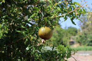 Unripe pomegranates in a city park against the background of green foliage of trees. photo