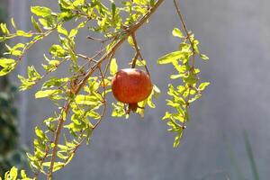 Unripe pomegranates in a city park against the background of green foliage of trees. photo