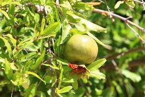 Unripe pomegranates in a city park against the background of green foliage of trees. photo