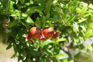 Unripe pomegranates in a city park against the background of green foliage of trees. photo