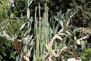 A large and prickly cactus grows in a city park photo