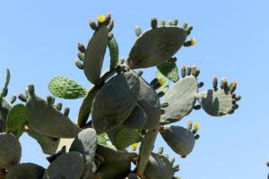 A large and prickly cactus grows in a city park photo