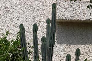 A large and prickly cactus grows in a city park photo