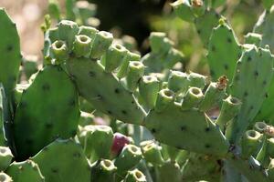 A large and prickly cactus grows in a city park photo