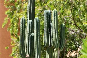 A large and prickly cactus grows in a city park photo