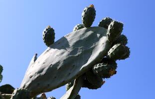 A large and prickly cactus grows in a city park photo