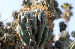 A large and prickly cactus grows in a city park photo