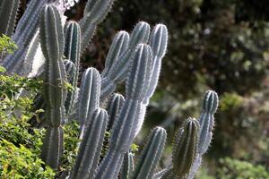 A large and prickly cactus grows in a city park photo