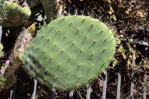 A large and prickly cactus grows in a city park photo