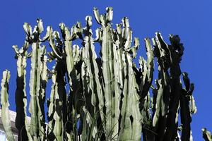 A large and prickly cactus grows in a city park photo