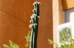 A large and prickly cactus grows in a city park photo