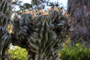 A large and prickly cactus grows in a city park photo