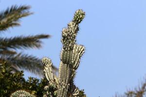 A large and prickly cactus grows in a city park photo