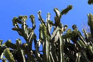 A large and prickly cactus grows in a city park photo