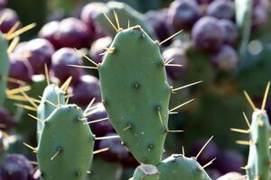 A large and prickly cactus grows in a city park photo