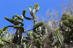A large and prickly cactus grows in a city park photo