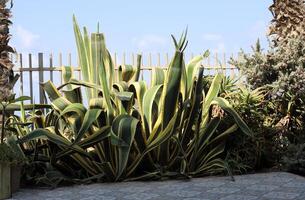 A large and prickly cactus grows in a city park photo