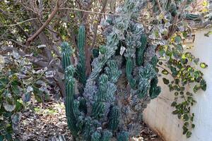 A large and prickly cactus grows in a city park photo