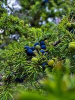 The ripe blue juniper berries are on juniper tree in nature. photo