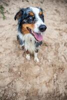 Young Australian Shepherd after play time on the beach and on the water dirty and full of sand look at you grateful and happy photo