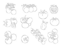Tomato. Isolated object on white background. Hand-drawn style. vector