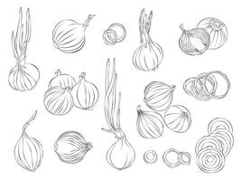 Simple illustration of Onion outline for colouring page vector