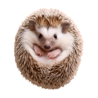 Fluffy Hedgehog with a Round Shape, Isolated on Transparent Background png