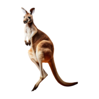 Energetic Red Kangaroo with a Long Tail, Isolated on Transparent Background png