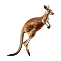 Dynamic Red Kangaroo in Mid-Jump, Captured in Action png